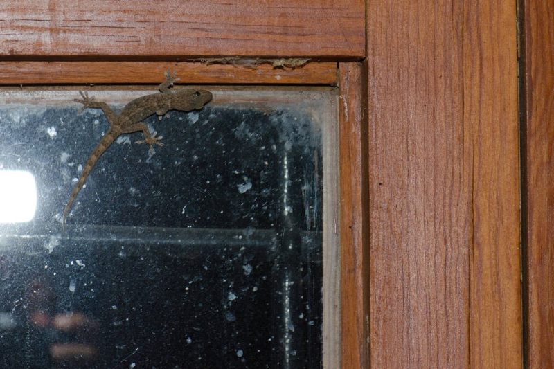 How to keep geckos out of aircon